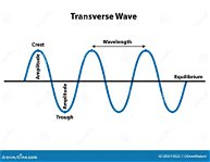 <p>transverse waves</p>