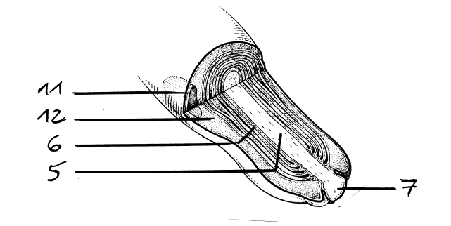 <p>11</p>