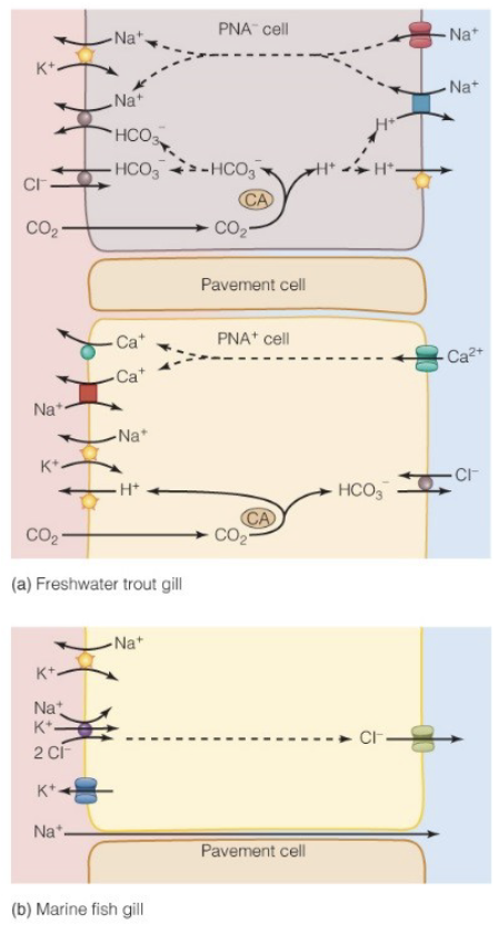 <ul><li><p>pavement cells (PNA<sup>-</sup>)</p><ul><li><p>import Na<sup>+</sup></p></li></ul></li><li><p>chloride cells (PNA<sup>+</sup>)</p><ul><li><p>import Cl<sup>-</sup></p></li></ul></li></ul><p>[direction of channels depends on external environmet]</p>