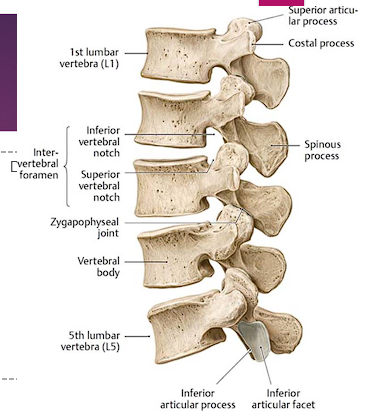 <ul><li><p>Arise from vertebral arch</p></li><li><p><span style="color: red;">Spinous process (1)</span>- Posterior projecting tip, easily palpated</p></li><li><p><span style="color: red;">Transverse process (2)</span>- lateral</p></li><li><p><span style="color: red;">Articular process (4)</span></p><ul><li><p>2 superior and 2 inferior</p></li><li><p>Facet</p></li><li><p>Zygapophyseal (facet joint)</p></li></ul></li></ul><p></p>