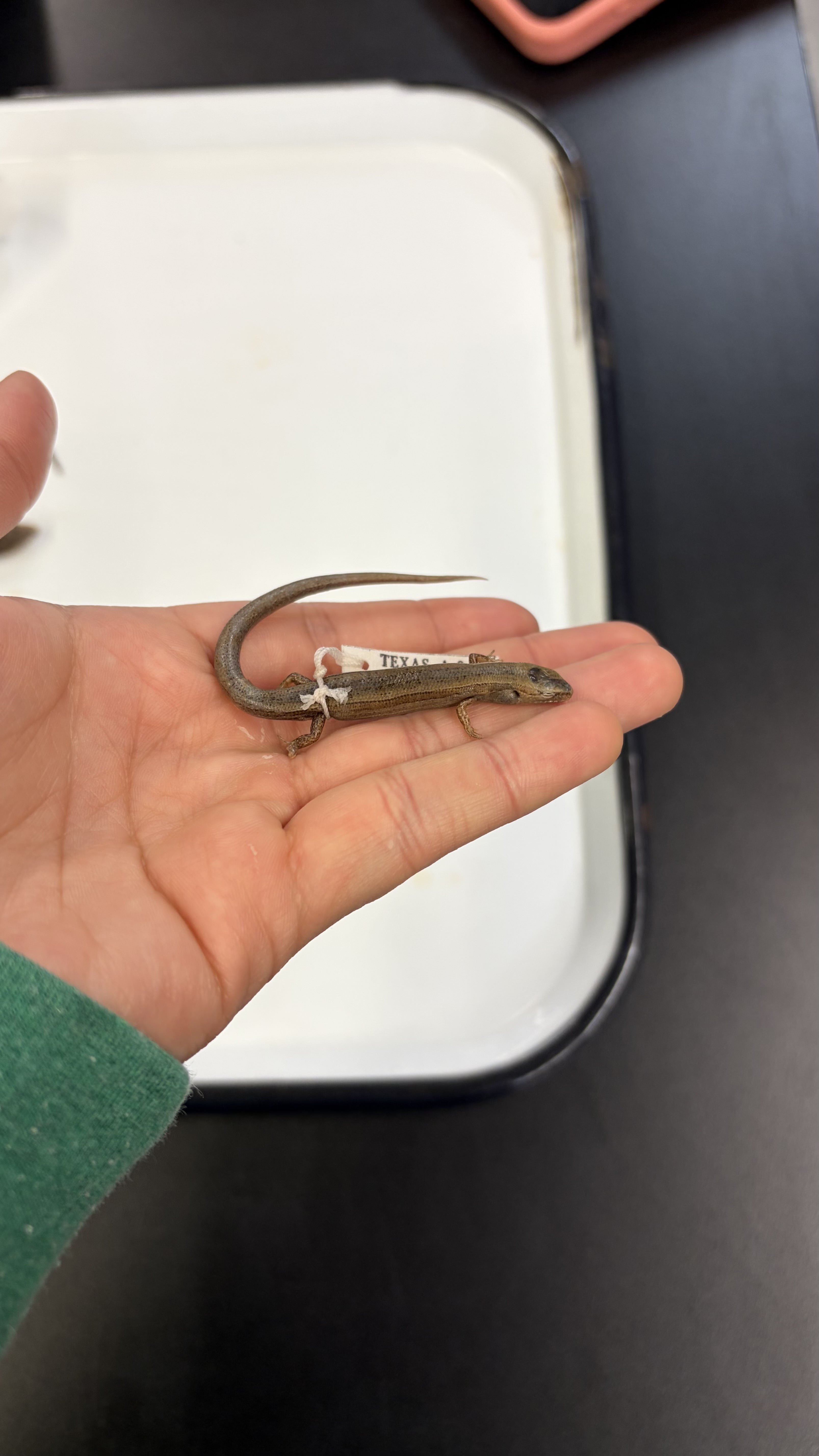 <ul><li><p>Squamata</p><ul><li><p>Scincomorpha</p><ul><li><p>Scincidae</p><ul><li><p><em>Scincella lateralis</em></p></li></ul></li></ul></li></ul></li></ul><p></p>