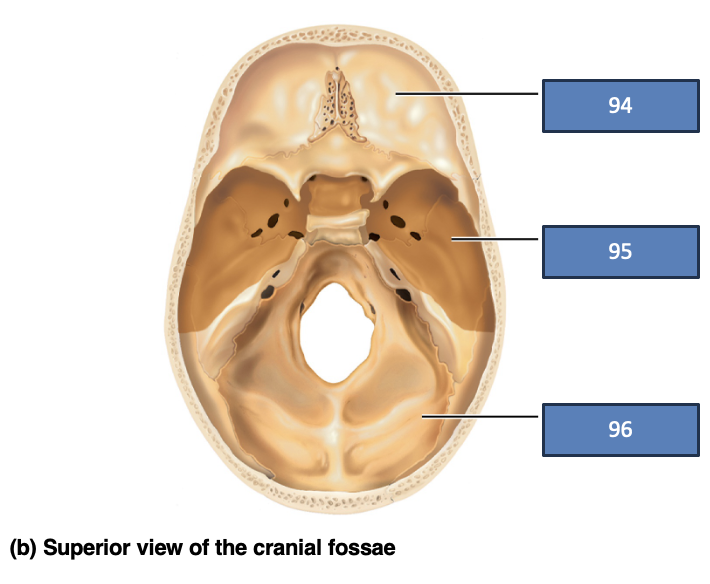 <p>anterior cranial fossa</p>