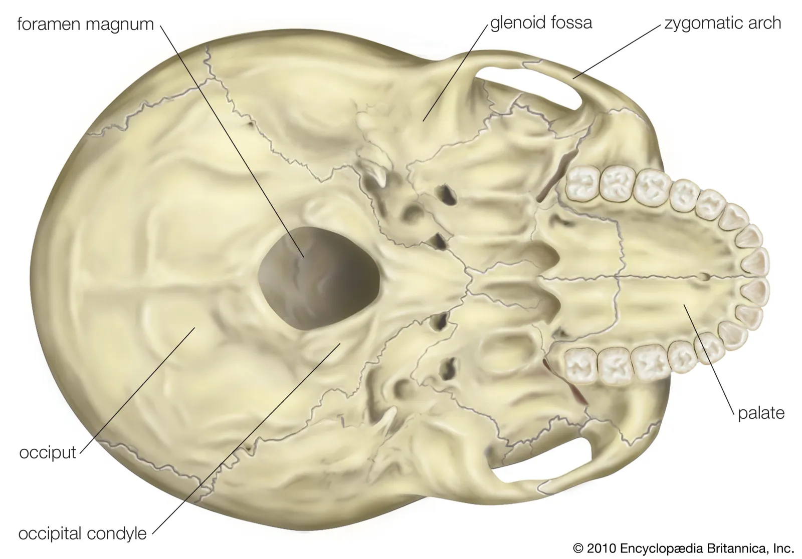<p>A foramen is a hole through a bone allowing nerves or blood vessels to pass. Example: foramen magnum in the occipital bone.</p>