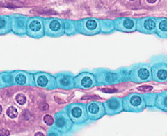 <p>lines renal tubules, thyroid follicles, & more</p>