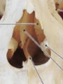 <p>ovals on the left and right side of interior nose </p>