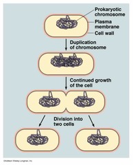 <p>Used by archea, bacteria, and organelles (mitochondria, chloroplasts. During binary fission organisms replicate their genome while cell division is happening. Replicated DNA segregate to opposite ends of the cell and a septum forms to separate into 2 daughter cells.</p>
