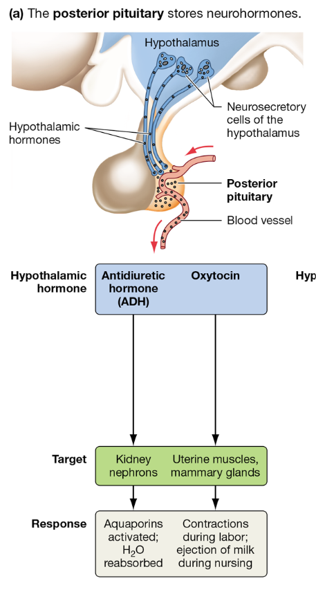<p>How is the hypothalamus connected to the posterior pituitary?</p>