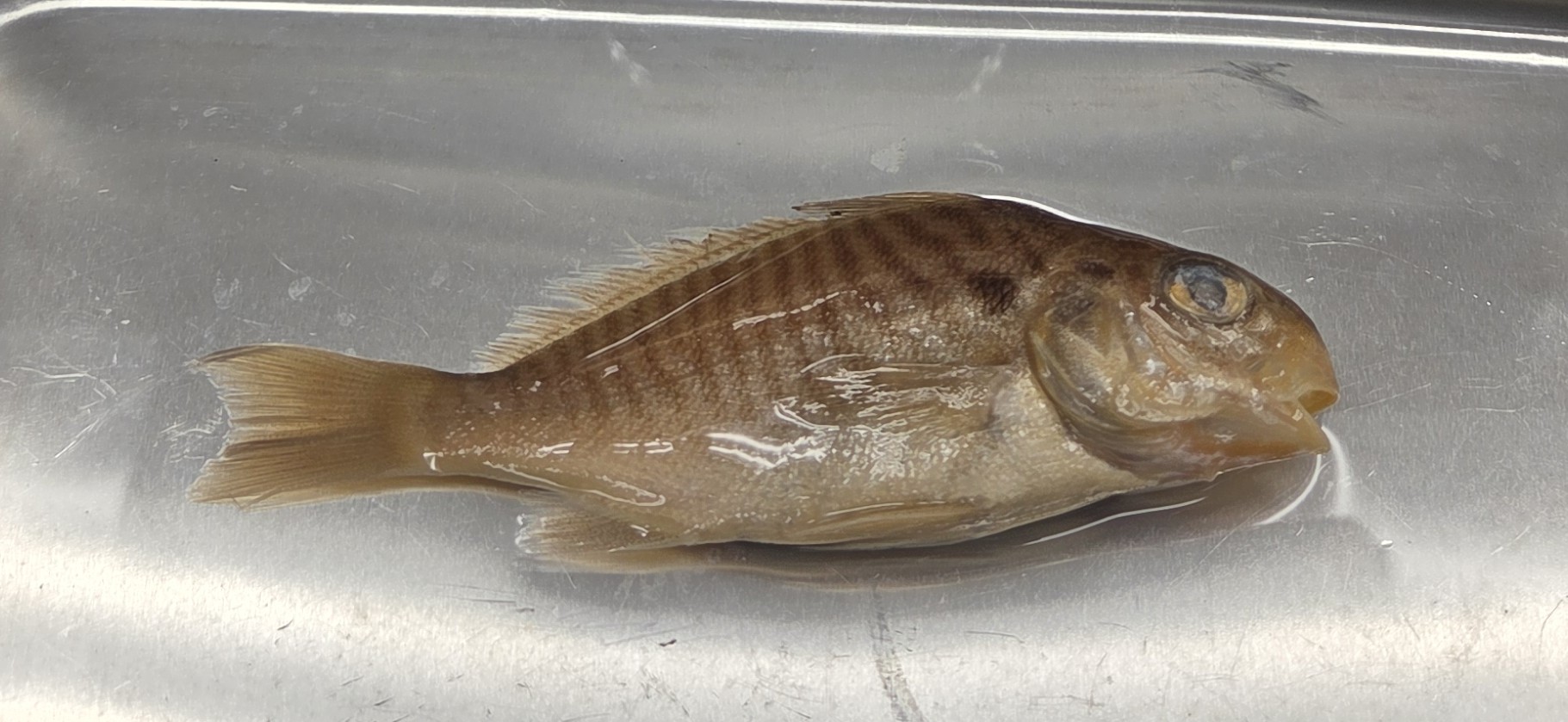 <p>Sciaenidae</p>