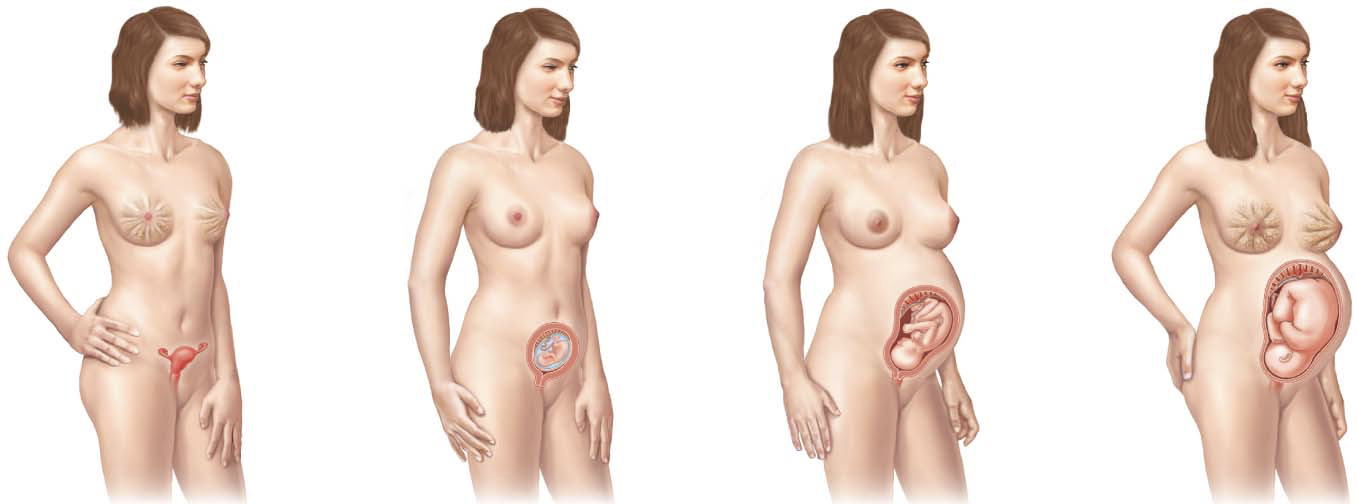 <p><strong>pregnancy</strong></p><p><strong>gestation</strong></p><ul><li><p>measures from ____</p></li><li><p>__ trimesters</p></li></ul><p><strong>changes mediated by hormones</strong></p><ul><li><p>secreted ___</p></li><li><p>corpus luteum ___, ____ takes over</p></li></ul><p></p>
