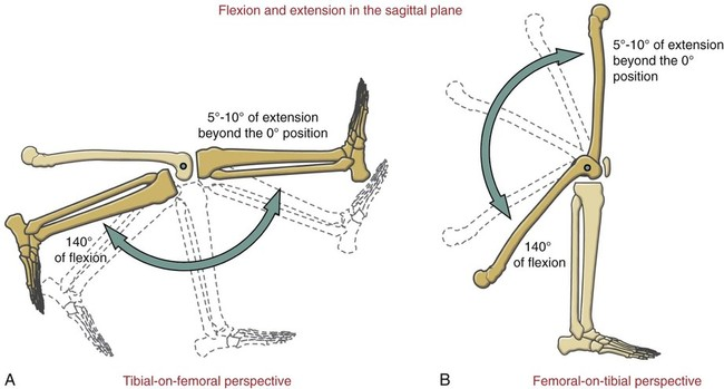<p>Flexion of Leg / Tibia at Knee / Tibiofemoral Joint </p>
