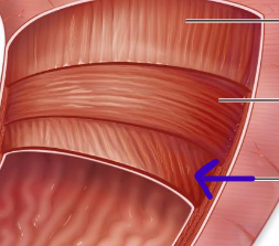 <p>deepest muscularis layer</p>