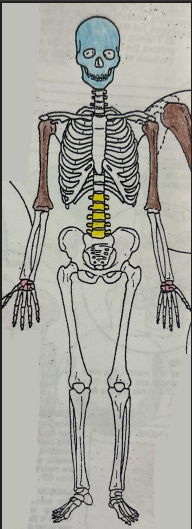 <p>What type of bones are the brown bones?</p>