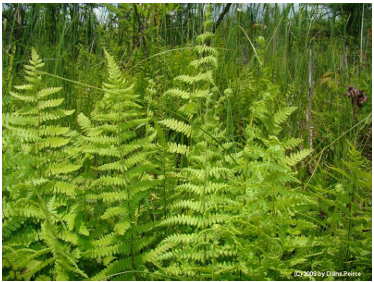<p>marsh fern</p>