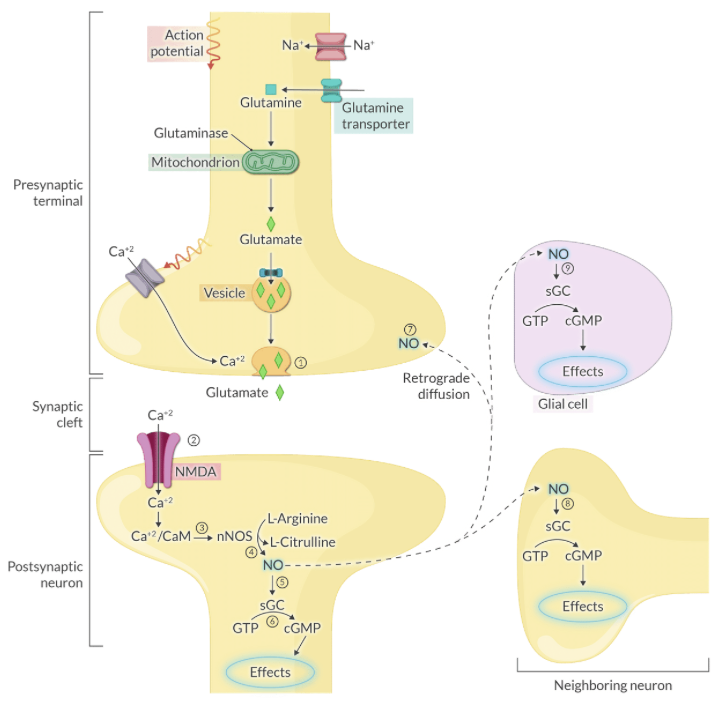 <p>Nitric oxide binds to the heme moiety of sGC, activating the enzyme to catalyze the conversion of GTP to cGMP.</p>