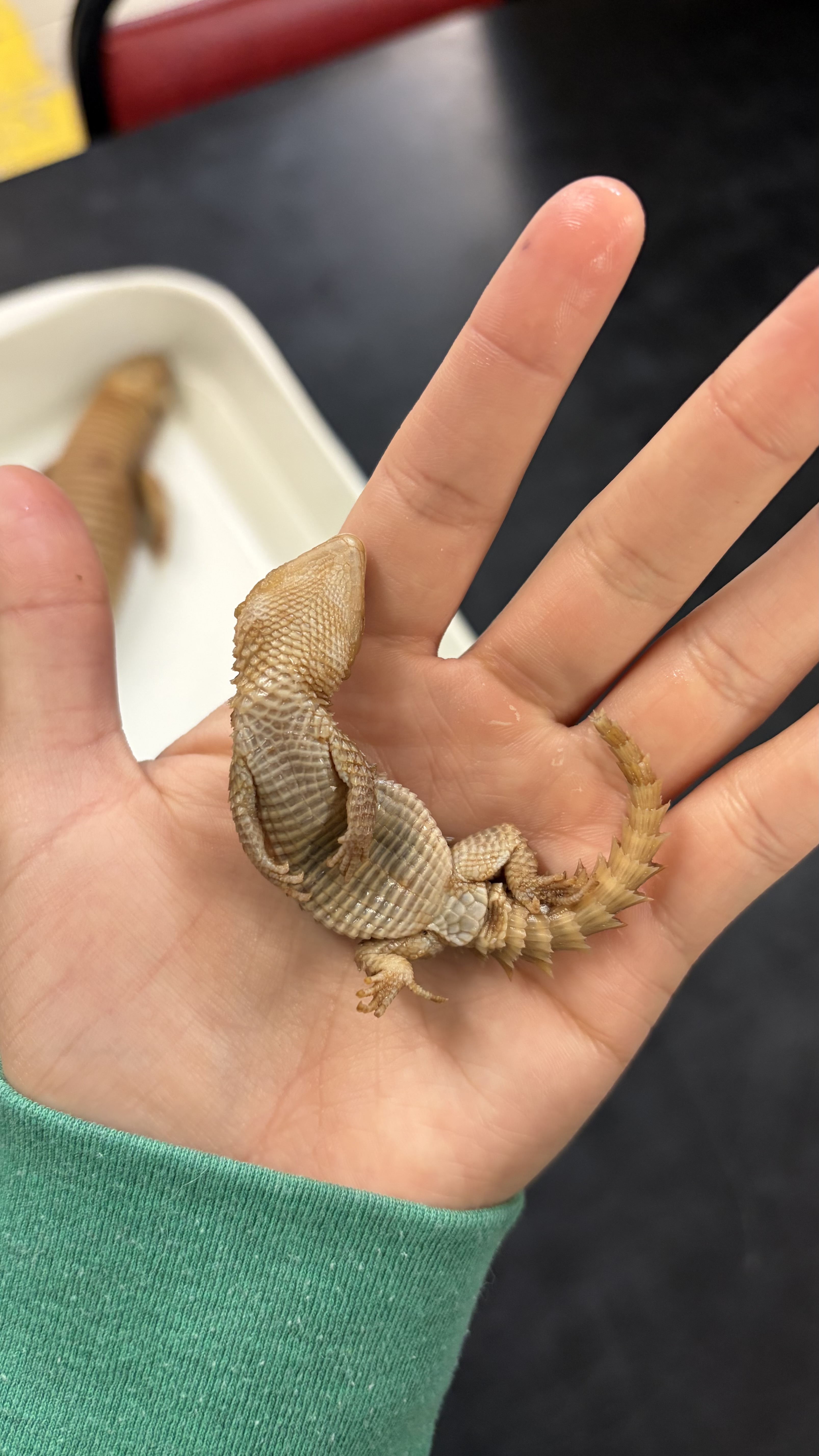 <ul><li><p>Squamata</p><ul><li><p>Scincomorpha</p><ul><li><p>Cordylidae</p><ul><li><p><em>Smaug giganteus</em></p></li></ul></li></ul></li></ul></li></ul><p></p>