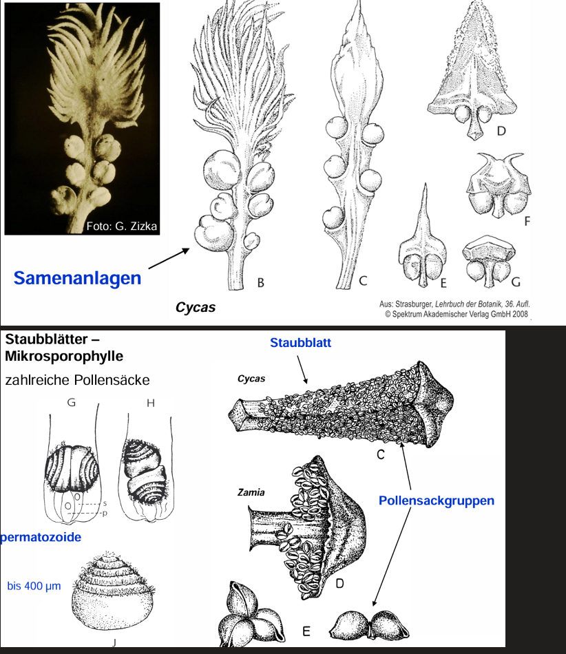 <ul><li><p>(Perm/Oberes Karbon (vor ca. 300 Mio. Jahren), Tropische/subtropische Wald- und Savannenstandorte)</p></li><li><p>Diözisch</p></li><li><p>Sporophylle stehen an Achsen begrenzten Wachstums</p></li><li><p>Fruchtblätter - Megasporophylle</p></li><li><p>Staubblätter - Mikrosporophylle (zahlreiche Pollensäcke)</p></li><li><p>Befruchtung durch Spermatozoide (Zoidiogamie)</p></li><li><p>gefiederte große Blätter </p></li></ul><p></p>
