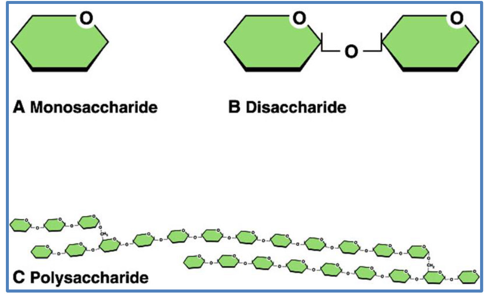 <ul><li><p>Monosaccharides</p></li><li><p>Disaccharides</p></li><li><p>Polysaccharides</p></li></ul><p></p>