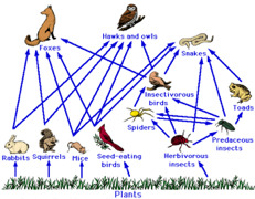 <p>Models that depict the flow of energy through an ecosystem.</p>
