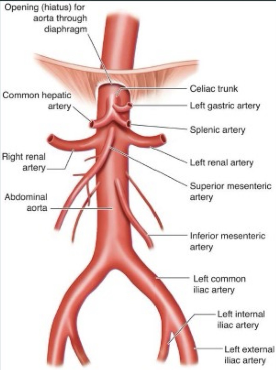 <p>Thicker/more elastic, tend to maintain constant shape, do not readily collapse, pulsatile in nature, and stiff (will not collapse if you apply pressure)</p>