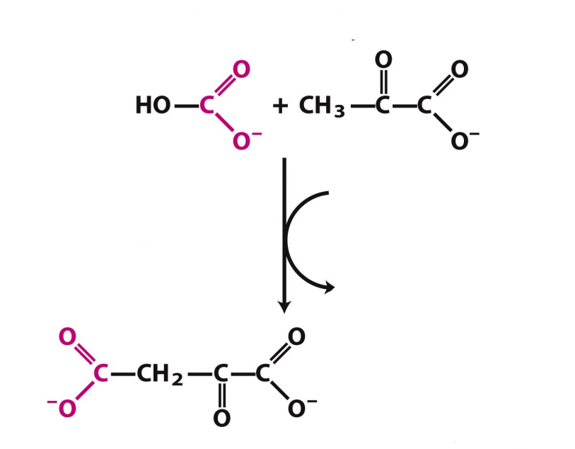 <p>What enzyme catalyzes this reaction? What are the intermediates, if any?</p>