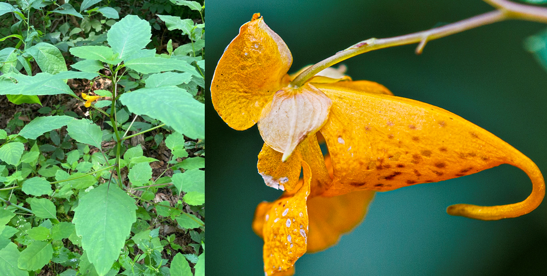 <p>Alternate 1-4” leaves</p><p>Chasmogamous (closed mature) orange-yellow flowers</p><p>Cliestogamous (open mature) green flowers</p><p>Smooth leaves</p><p>Orange sac-like sepals </p><p>Explosive dispersal </p><p>Bisexual </p><p>Stamens develop and declines </p><p>Then the carples develop and decline </p>