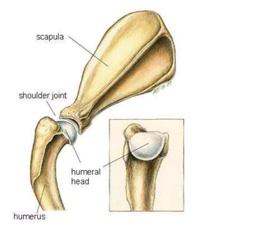 <p>Simple joint </p>