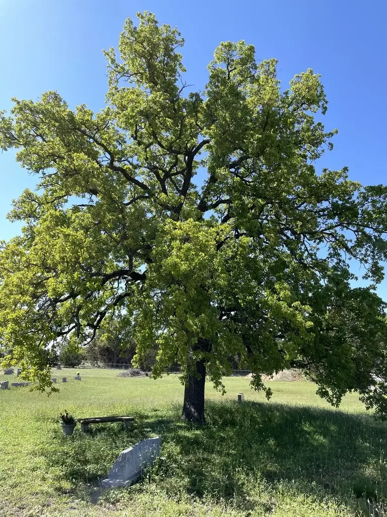 <p><em>Quercus stellata</em></p>