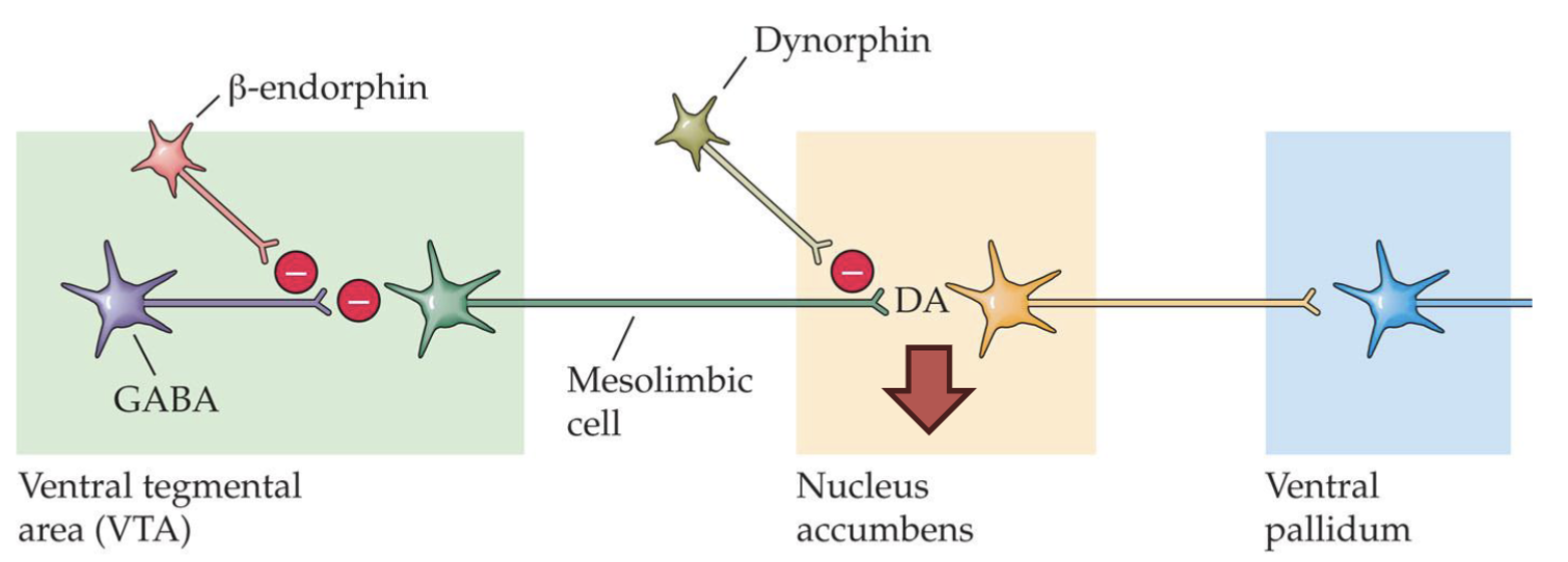<p>Dynorphin acts on kappa-receptors on DA neuron terminals which leads to reduced DA release → dysphoria. </p>