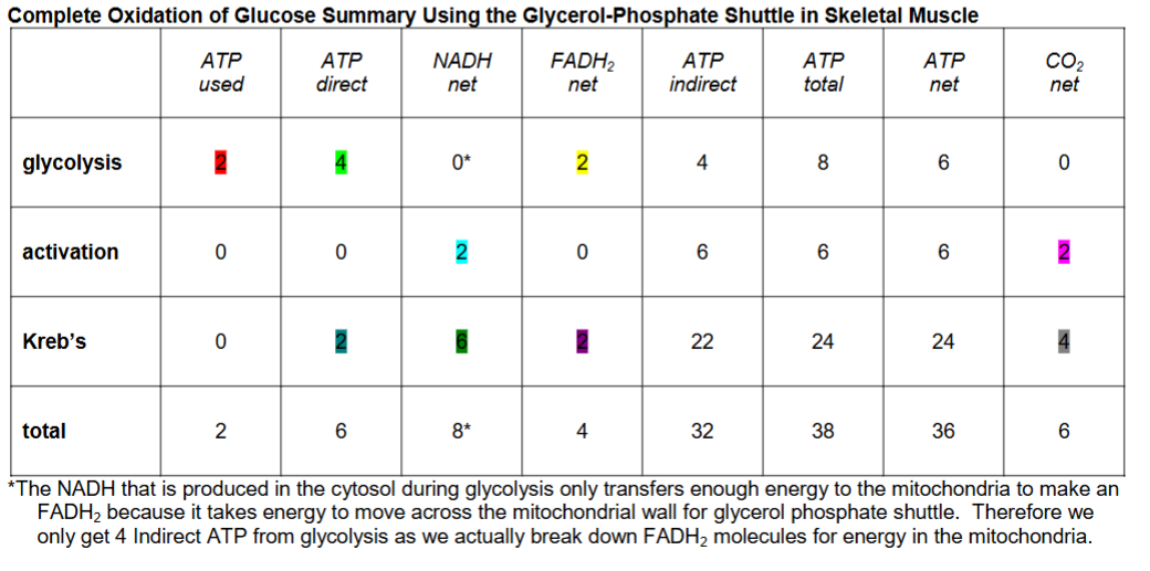 <p><strong>Take note of: </strong>ATP total = 38; ATP net = 36 </p>