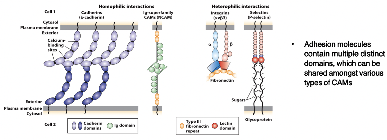 <p>heterodimeric, consist of α and <span>β chains </span></p><ul><li><p>adhesion receptors, bind to large adhesive proteins such as fibronectin in the ECM</p></li></ul><p></p>