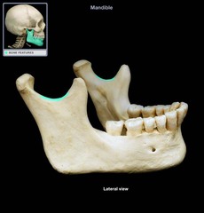 <p>a part of the mandible</p>