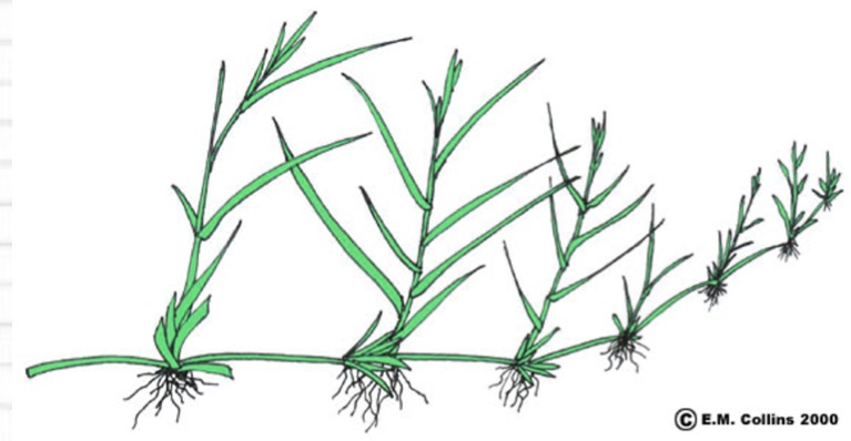 <ul><li><p>Run up top of ground (stems)</p></li><li><p>Lawn grass, centipede grass</p></li><li><p>Rooting at the node</p></li></ul><p></p>