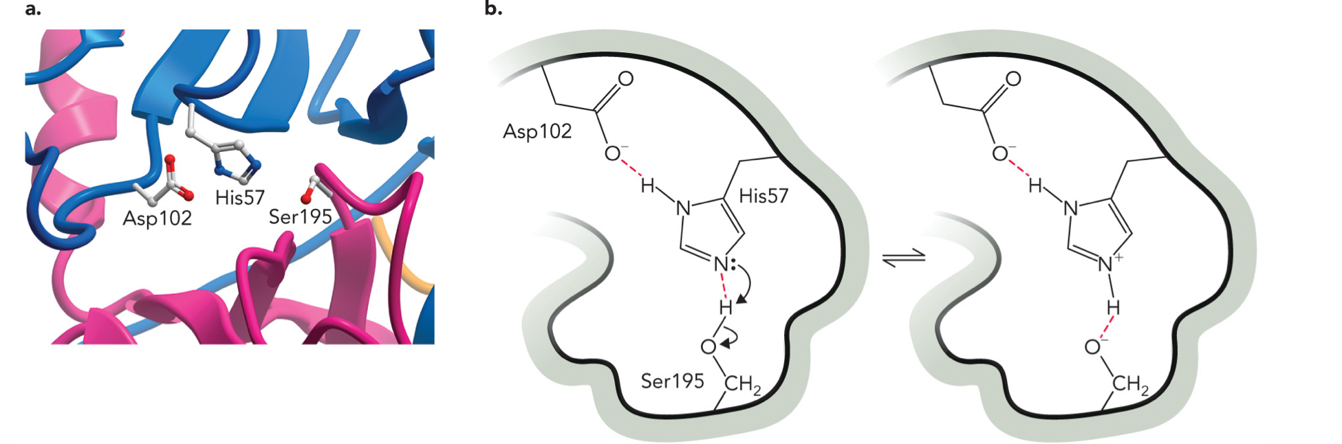 <p>Involves covalent and acid-base catalysis. Uses a catalytic triad (His57, Asp102, Ser195) to form a hydrogen-bonded network required for catalysis. Ser is converted to a highly reactive nucleophile.</p><p>STEP 1: Asp activates His, Asp stabilizes His making His a stronger base</p><p>STEP 2: His takes H<sup>+</sup> from Ser, Ser becomes O<sup>-</sup> (very reactive nucleophile), this is proton transfer (acid base reaction)</p><p>STEP 3: Ser attacks substrate, Ser-O<sup>-</sup> attacks the peptide bond carbon, this is covalent catalysis</p>