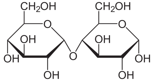 <p>These are made of 2 monosaccharides joined together</p>