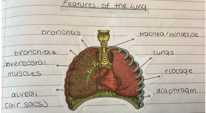knowt flashcard image