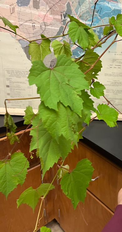 <ul><li><p>wine in its raw form</p></li><li><p>edible fruit</p></li><li><p>lots of different types</p></li></ul><p></p>