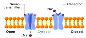 <p>allow ions to pass through the membrain in response to the binding of a neurotransmitter</p>