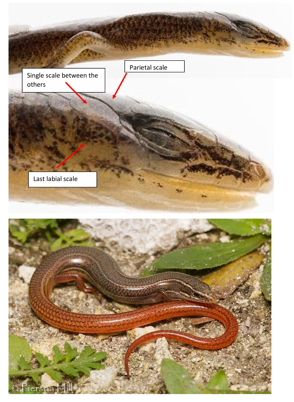 <p>Family: Scincidae (Cylindrical body, body scales equal in size and cyclic.)</p><p>Family name: Skinks</p>