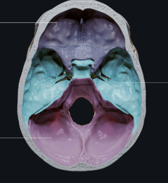<p>Shallow, basin-like projection</p>