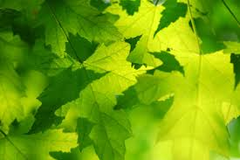 <p>An organism that makes its own food</p>