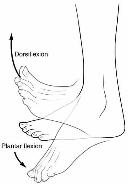 <p>bending the sole of the food downward or pointing the toes downward</p>