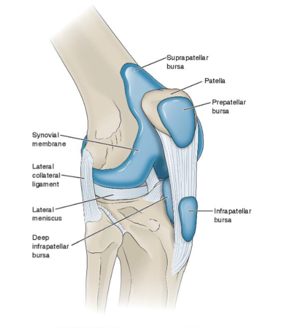 <p><span><br><strong>Intracapsular</strong></span></p><ul><li><p><span>Everything inside of the fibrous capsule</span></p></li><li><p><span>ex: hyaline cartilage and deeper parts of lateral meniscus are intrasynovial getting nutrition from synovial fluid </span></p></li></ul><p></p><p></p><p></p><p><span><strong>Extrasynovial</strong></span></p><ul><li><p><span> Inside the fibrous capsule but outside of the synovial layer<br></span><span data-name="black_small_square" data-type="emoji">▪</span><span> ACL/PCL<br></span><span data-name="black_small_square" data-type="emoji">▪</span><span> Fat pads</span></p></li><li><p><span>they get nutrition from blood supply </span></p></li></ul><p></p>