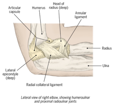 <p>holds the radial head in a radial notch of ulna </p><p>(wraps around radial head) </p>
