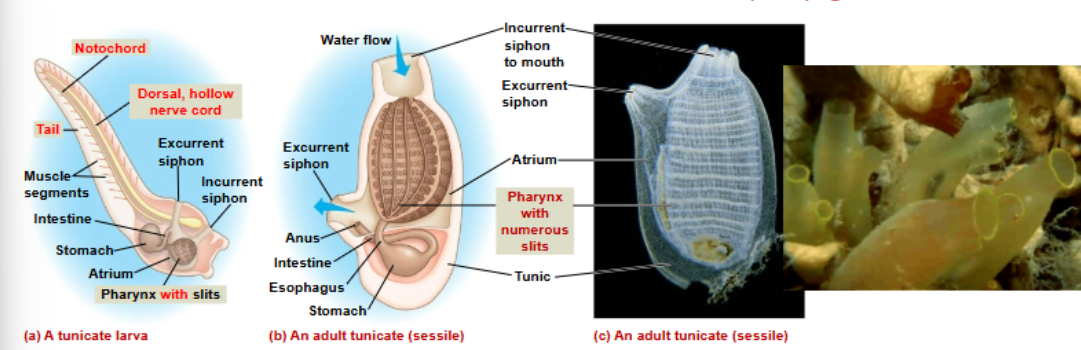 <ul><li><p>swimming larva has all key chordate features</p></li><li><p>Notochord, postanal tail, &amp; dorsal nerve cord absent in adults</p></li><li><p>suspension-feeds w/ pharyngeal slits</p></li></ul><p></p>