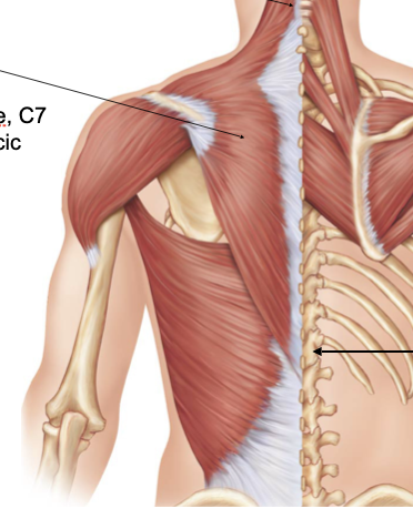 <p>trapezius</p>