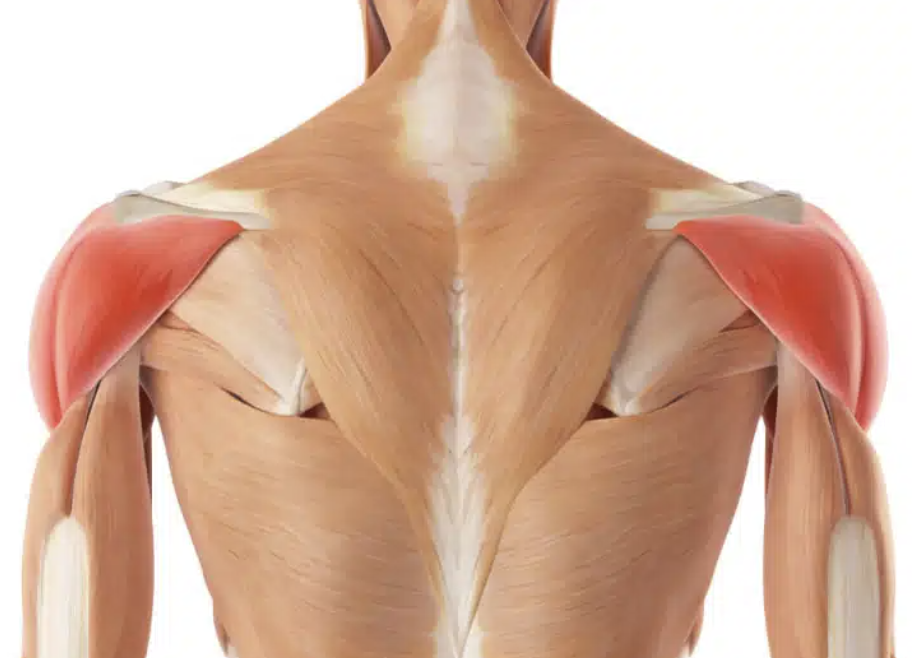 <p>a large, triangular muscle covering the shoulder joint that allows the arm to extend outward and to the side of the body. </p>