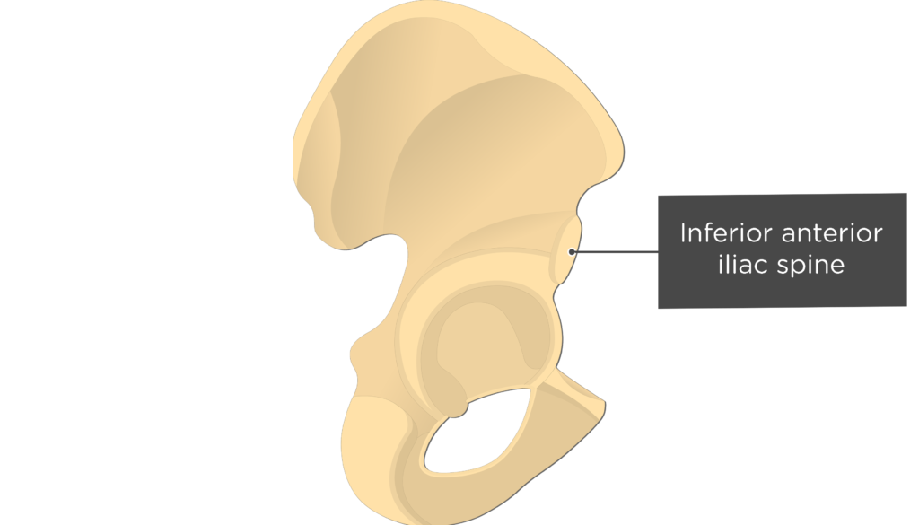 <p>Anterior Inferior Iliac Spine (AIIS)</p>