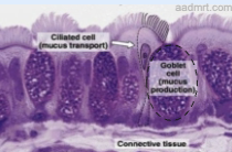 <p>what is this epithelium and where is it located </p>