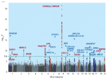 <p>Can you say that individuals with significant SNPs in the CDKN2A locus are likely have the biggest effect on the particular trait being analyzed? Why or why not?</p>