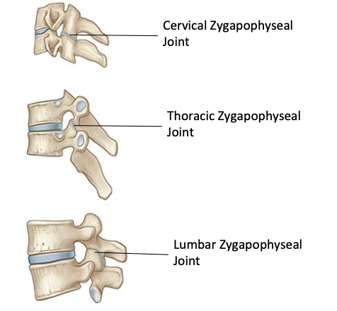 <ul><li><p><span>● Form a right and left zygapophyseal joint at each vertebral level.</span></p></li><li><p><span>● The superior articular process of the vertebra below articulates with the inferior articular process of the vertebra above</span></p></li></ul><p></p>